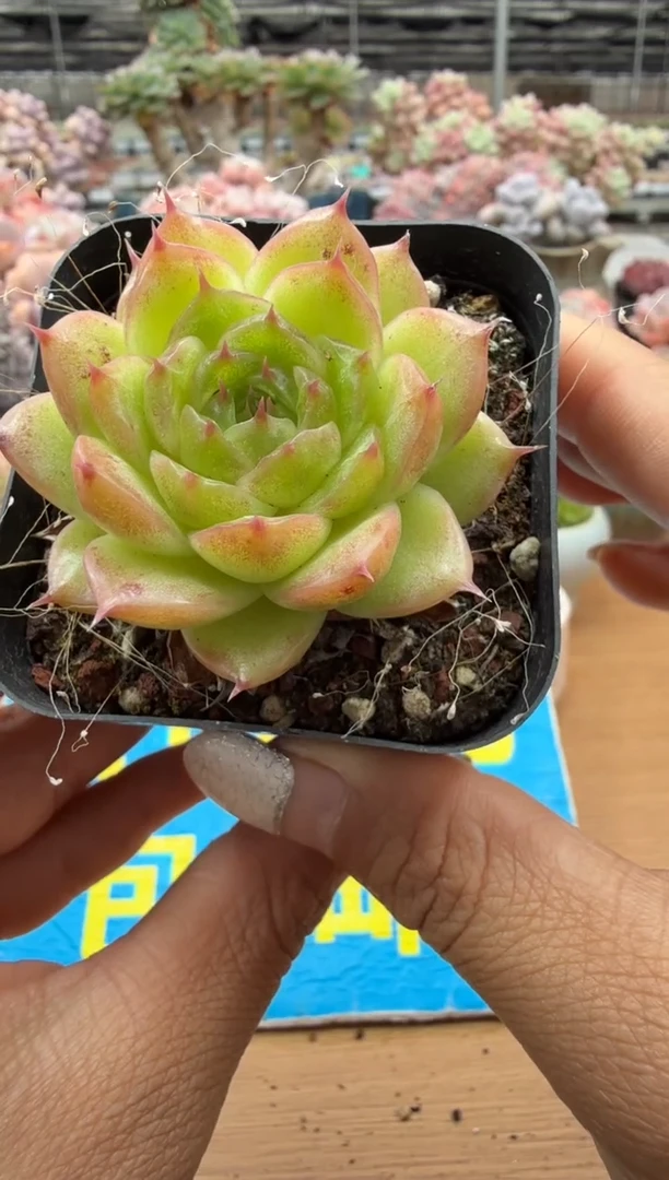 东云多肉园二店-216