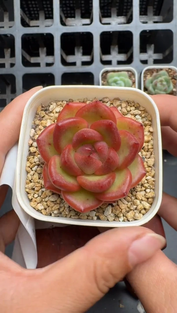 751N当天拍3颗包柚 带盆土发纸巾打包 云禹花卉 珍妮多肉植物