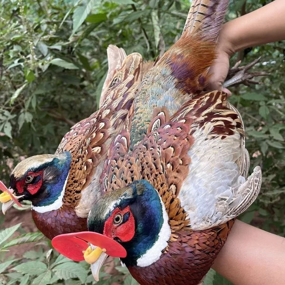 【七彩斑斓】正宗成年七彩山鸡人工散养观赏食用两相宜 京东包邮