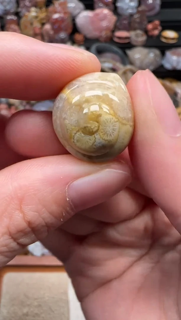 颈饰未镶嵌硅化珊瑚（珊瑚玉）538