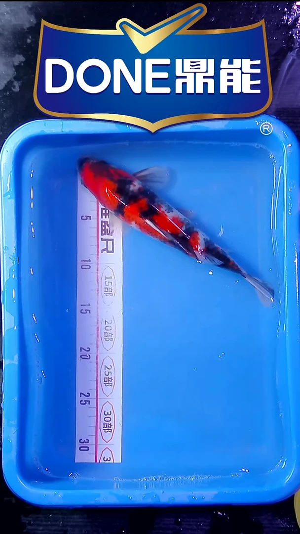 海水鱼锦鲤直播间菁选 对版发货 3号