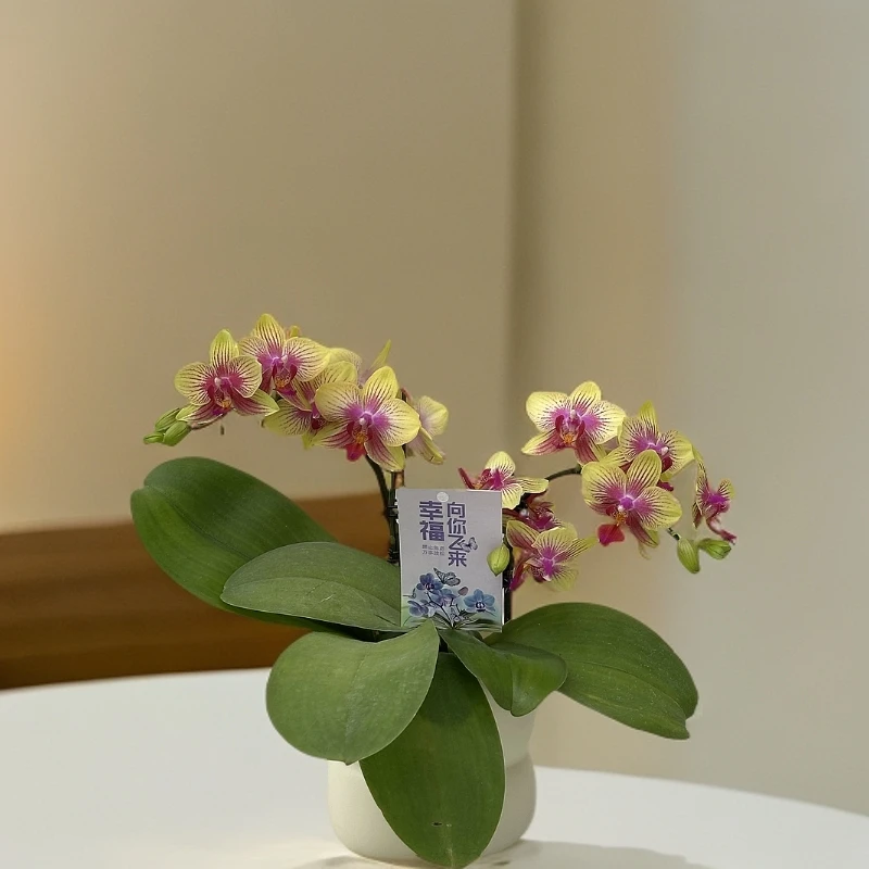 【金树二代】蝴蝶兰室内种植观赏送礼带花发货