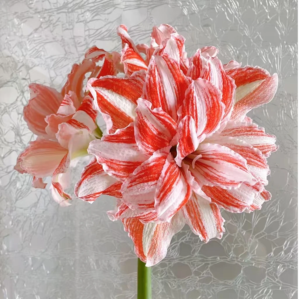 朱顶红种球（舞蹈皇后3-4cm左右）自然球幼苗一颗【拍2送1】