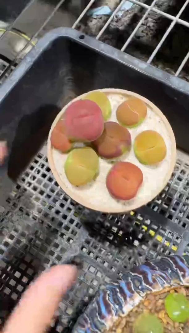 224美丽的多肉石头粉贝平蟠一颗