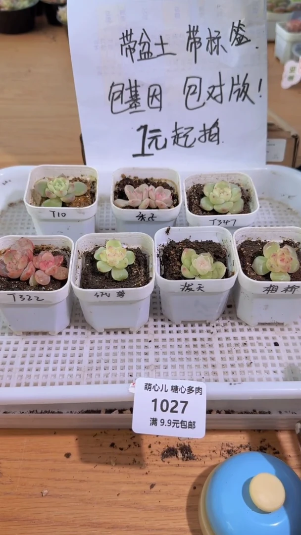 1027  五方组合7盆