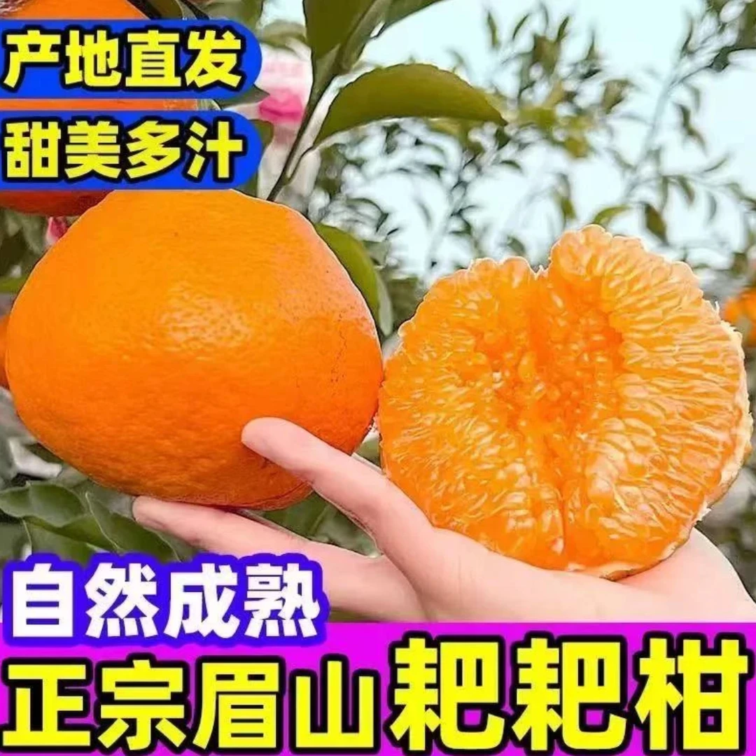 正宗四川眉山春见耙耙柑丑橘当季新鲜孕妇水果耙耙柑橘子1
