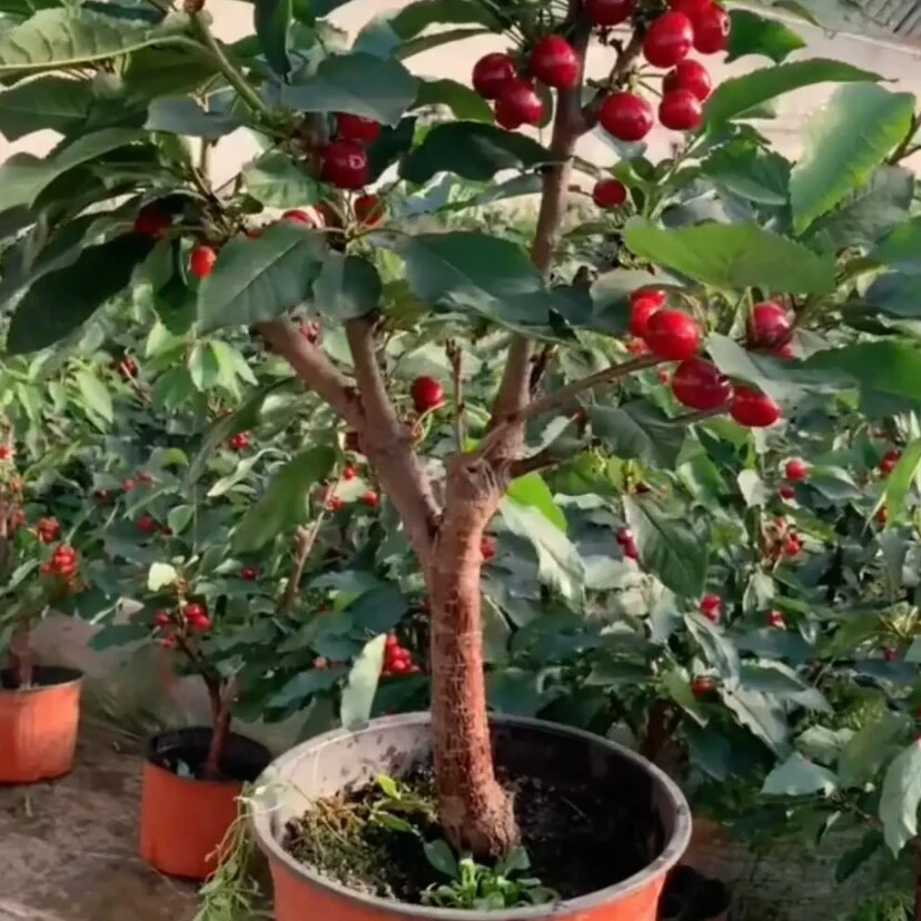 （包邮）车厘子树苗盆栽原土原盆带果发货