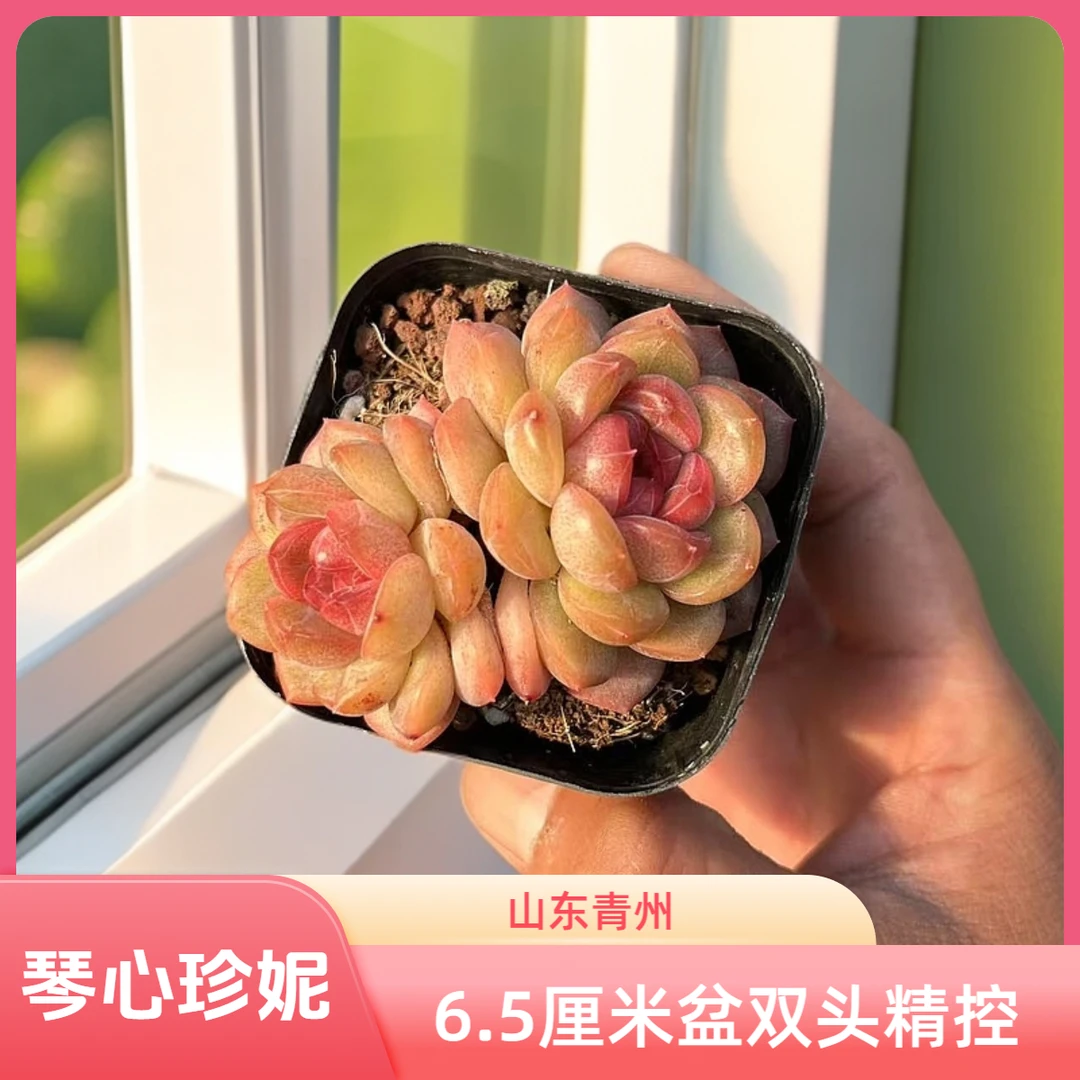 精品琴心珍妮6.5厘米盆老桩多肉