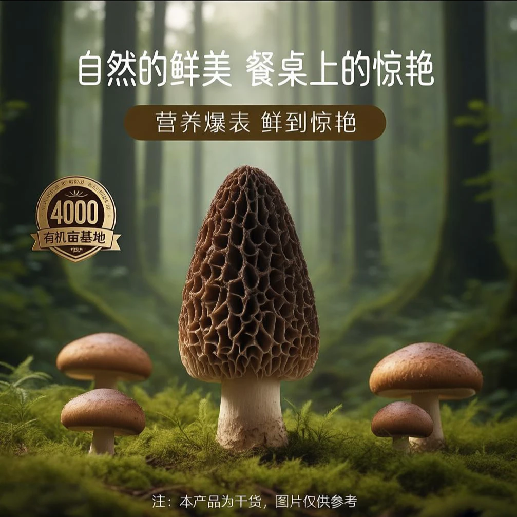 请您试吃超值头茬羊肚菌干煲汤佳品有机富硒滋补营养品火锅食材