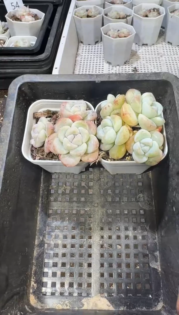 【闪购商品】62号到手1框江北多肉一物一拍