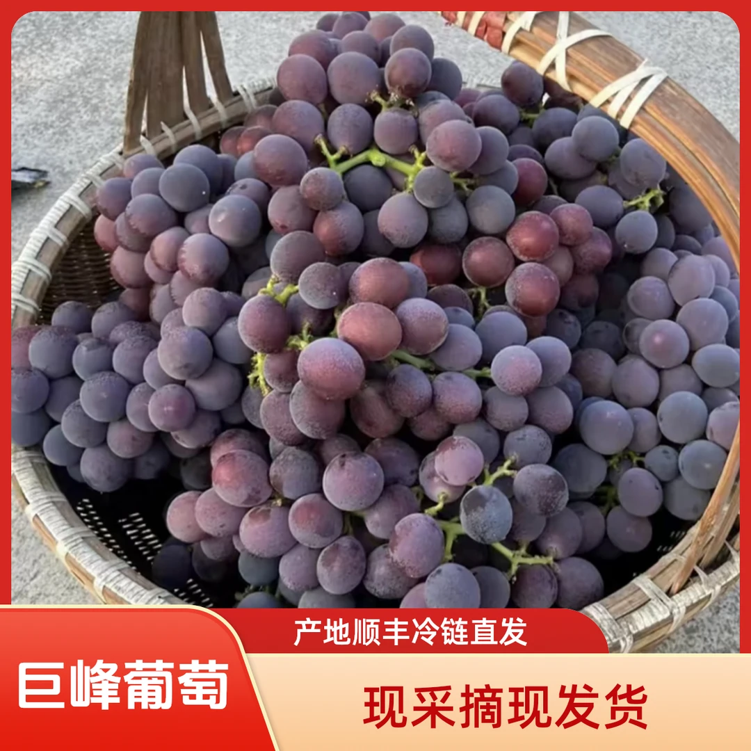 山东巨峰葡萄 新鲜现摘现发 顺丰冷链产地直发