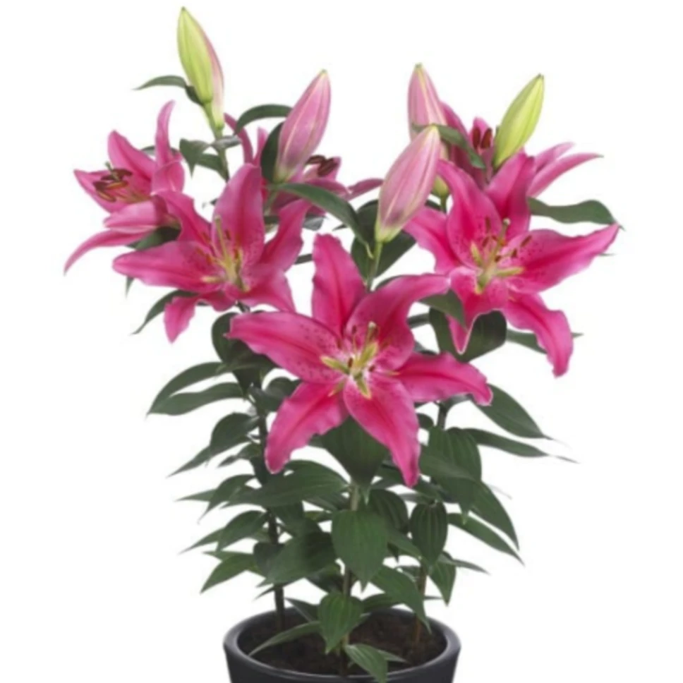 【丰富的浪漫】13/15 东方系列香水百合进口种球四季种植盆栽地栽