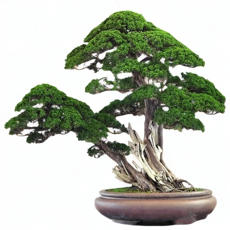 济州真柏系鱼川真柏盆景老桩文人迎客松真柏室内外造型盆栽绿植景