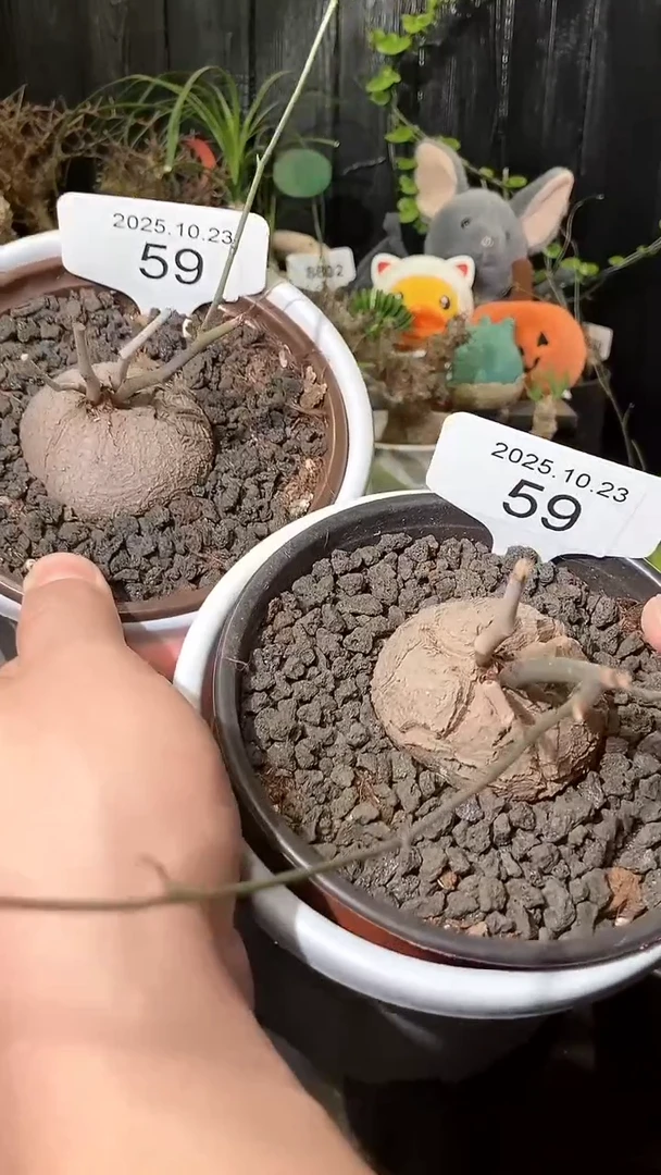 59号1023福利特价南非龟甲龙套餐