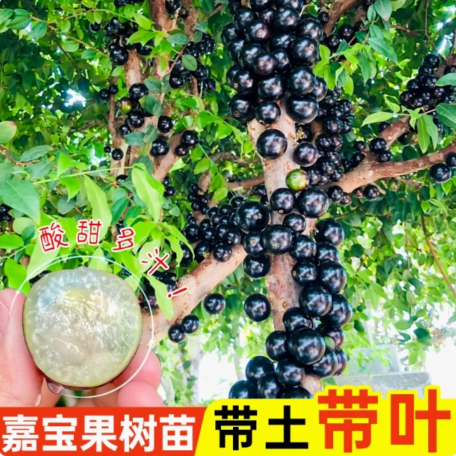 嘉宝果树苗果苗带果发货出售直播多少钱树葡萄盆栽水果（一物一拍）