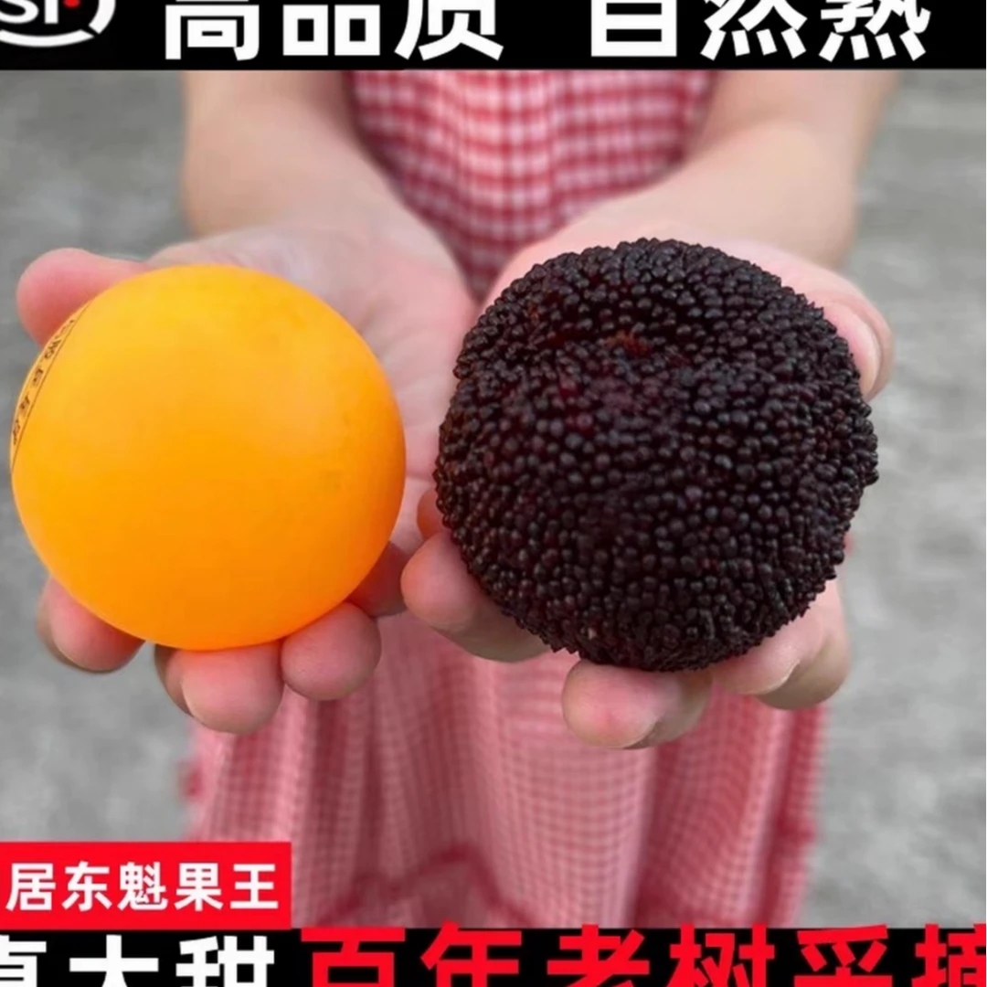 【仙居杨梅】升级礼盒装正宗仙居东魁露天杨梅现采现摘单颗15-17g 到手80粒装浙江省新鲜杨梅浙江省