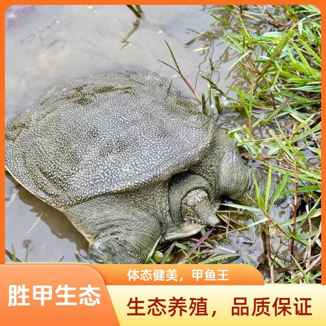 鲜食用生猛甲鱼三只共5-6斤青黑花中华鳖顺丰冷链到家水老鳖