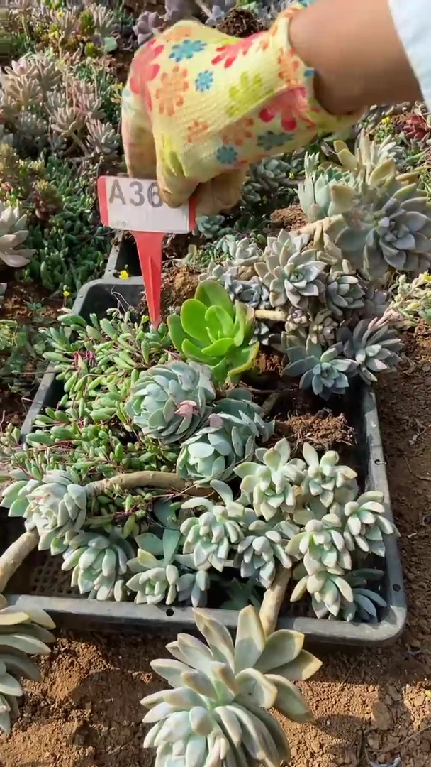 A369闪购清风花木兰多肉组合脱土发货