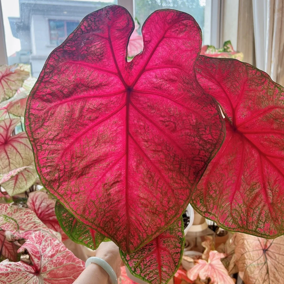 彩叶芋芭蕾舞鞋火山熔岩消防员布兰迪娇羞新娘室内观叶热植