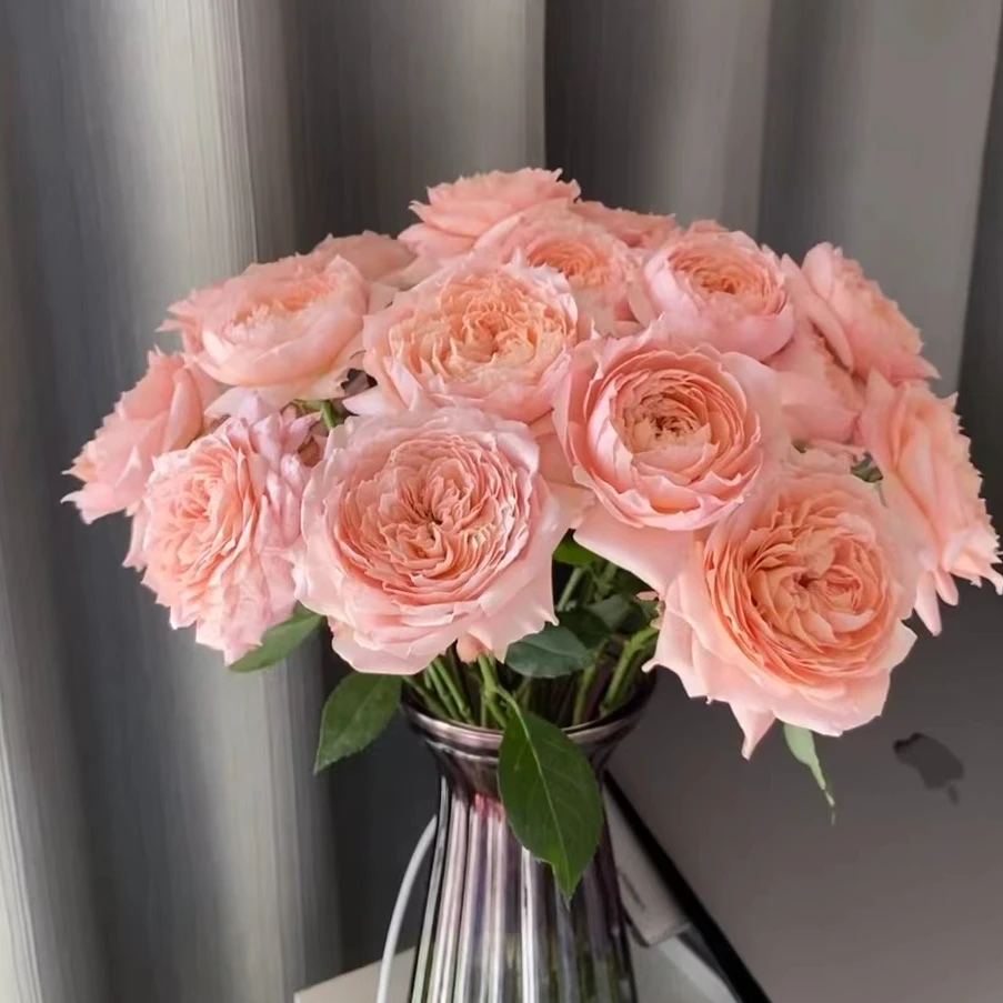 10枝【朱丽叶塔】单头玫瑰 室内水养鲜切花 云南昆明基地直发