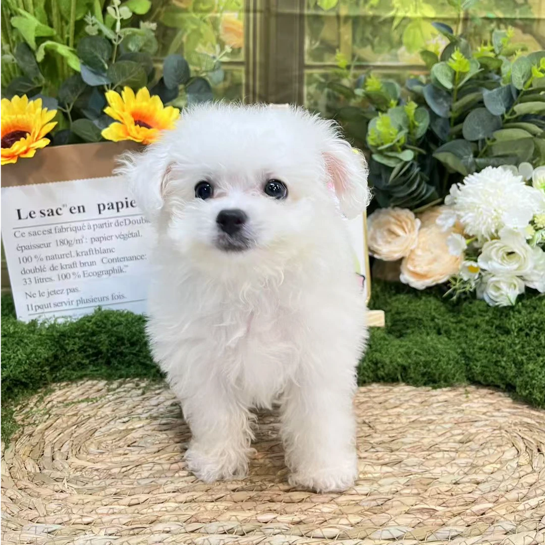 超可爱小体比熊泰迪约克夏好养不掉毛小型犬