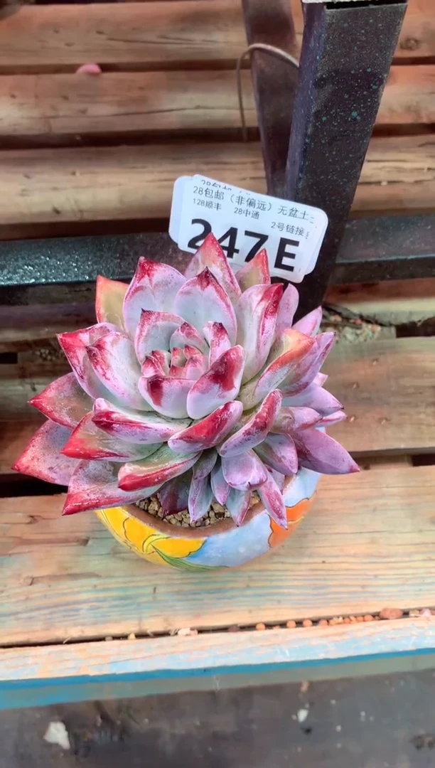 247E（一物一拍，精品多肉，w所见即所得