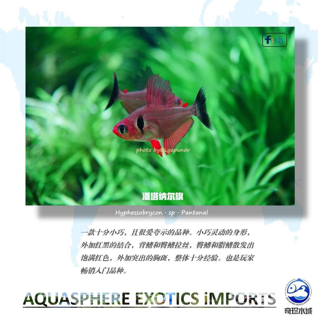 【奇珍水域】潘塔纳尔旗