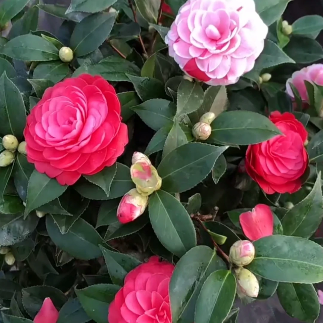 【加大加高80cm-1米】山茶花浓香型带花苞发盆栽花卉绿植