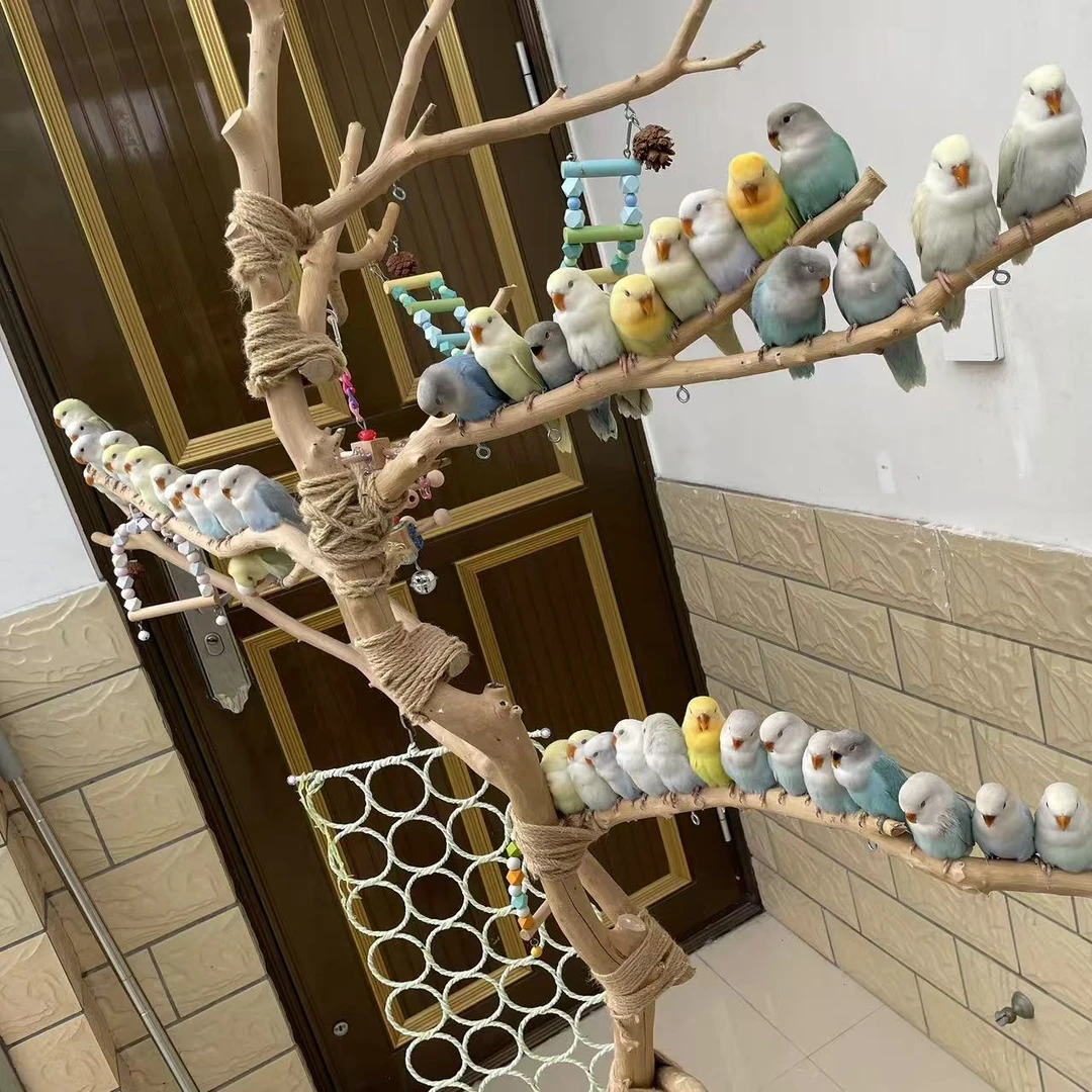 直播间专拍鹦鹉一物一拍 不支持七天无理由退货