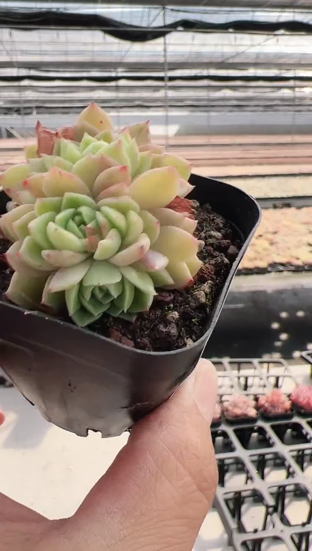 【闪购商品】碧翠-7