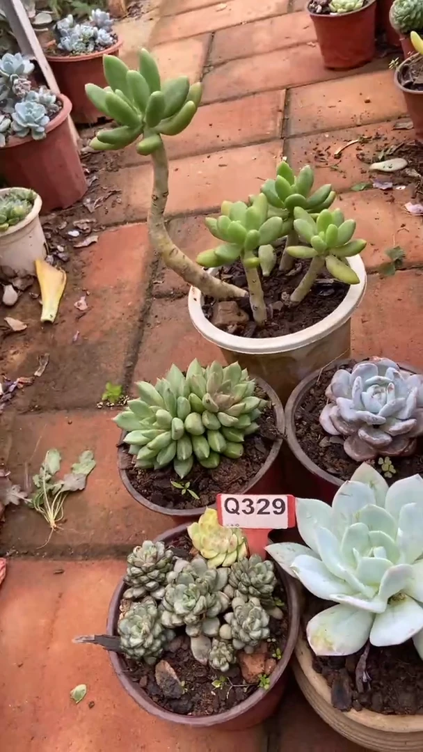 Q329多肉组合默认脱土发货