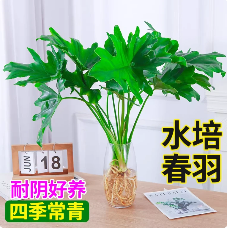 40-50CM春羽水培植物大叶龙鳞春羽桌面绿植室内老桩盆栽