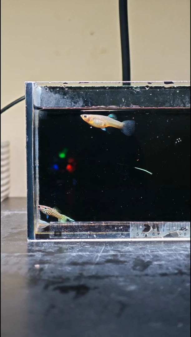 孔雀鱼野生色黄蕾丝顶剑孔雀鱼1对