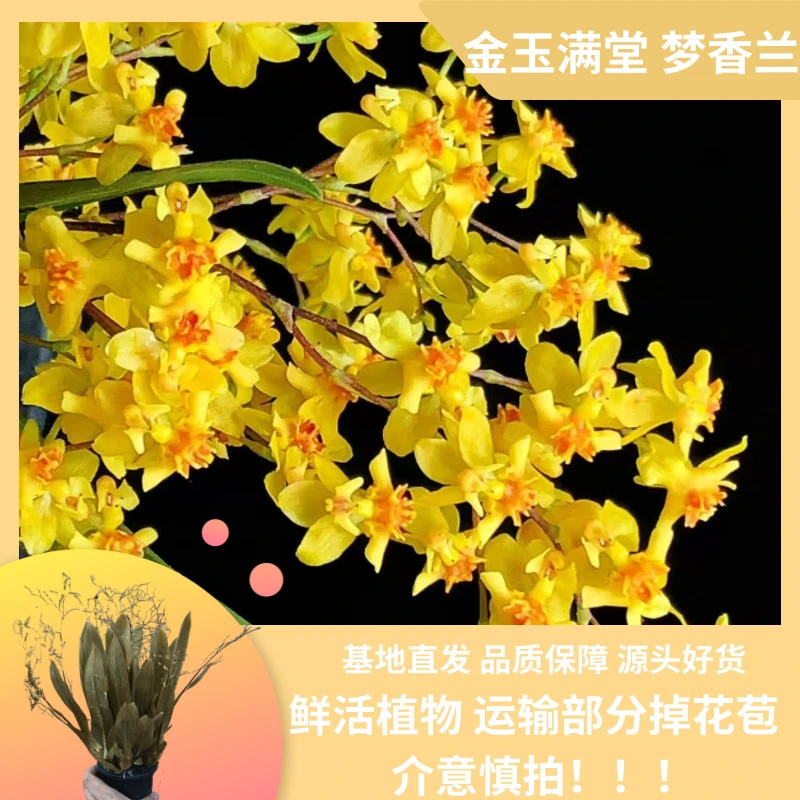 【金玉满堂 梦香兰】带花剑花苞 15枝剑上 精品好货 老桩 基地直发