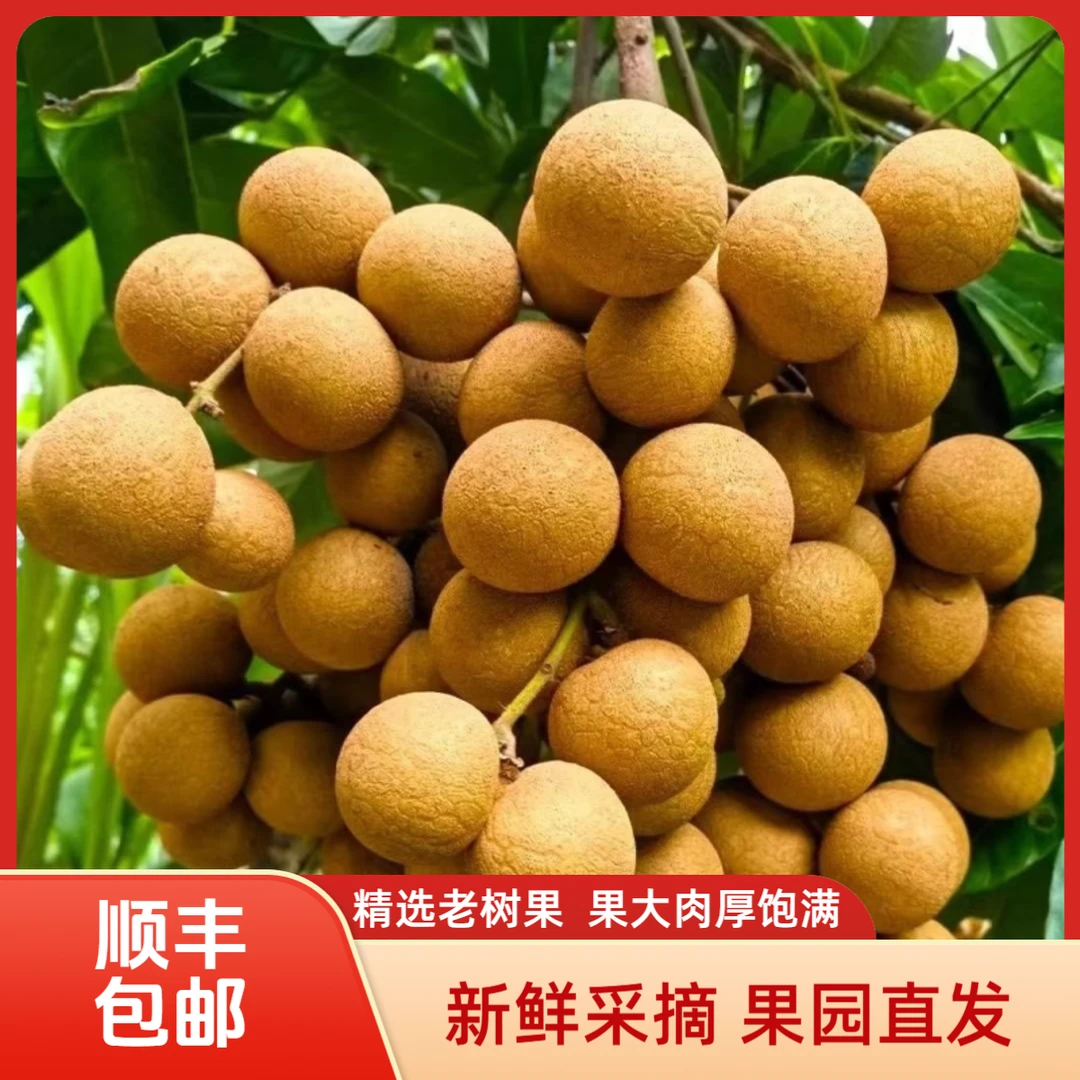 A精品老树储良【顺丰包邮】新鲜储良龙眼广东当季水果现摘现发茂名