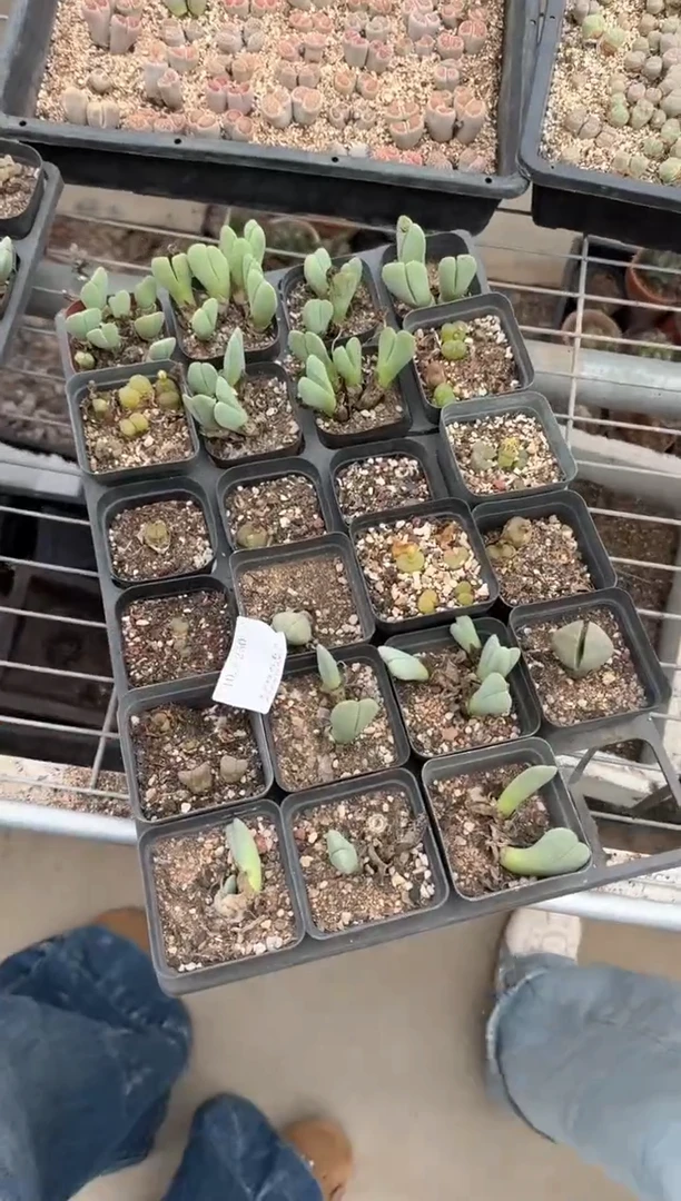 9-250多肉植物脱土发