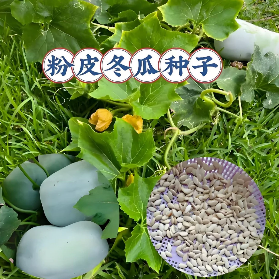 【粉皮小冬瓜种子】家庭阳台小院四季种植盆栽地栽易种易活
