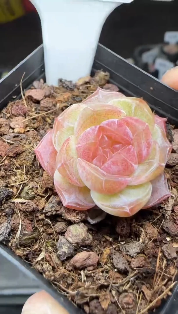 【闪购商品】一物一拍0223—481