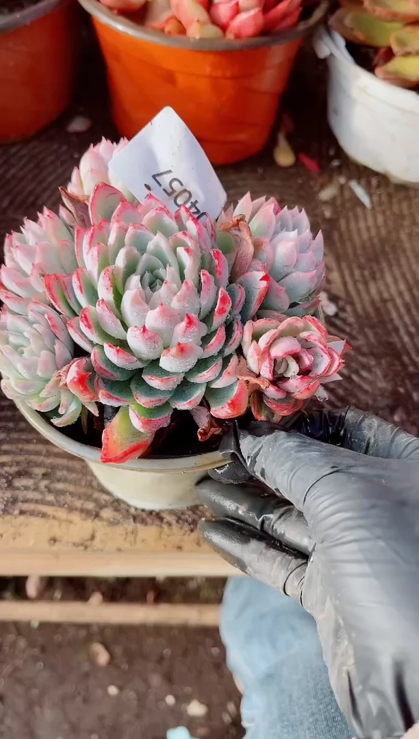 萧*跃跃精品多肉04057