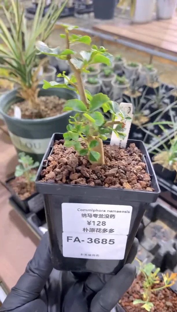 纳马夸兰没药FA-3685