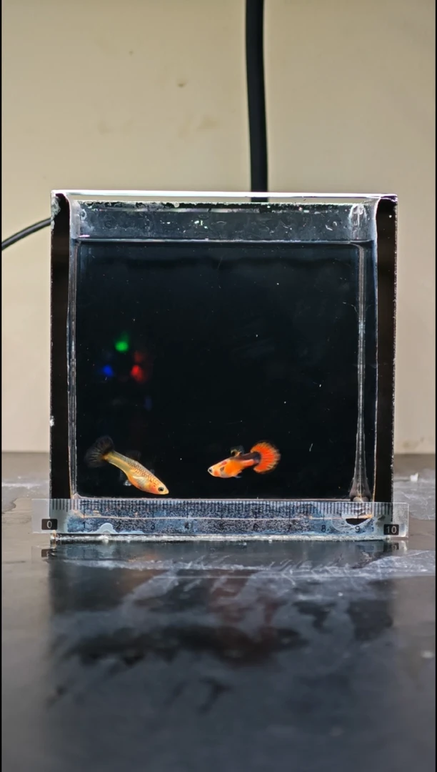 孔雀鱼黄化半礼服小圆尾1对