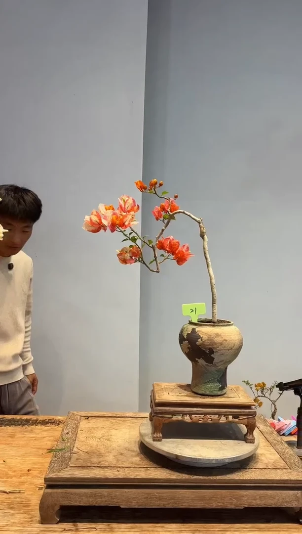 以实际为准四**刚三角梅21