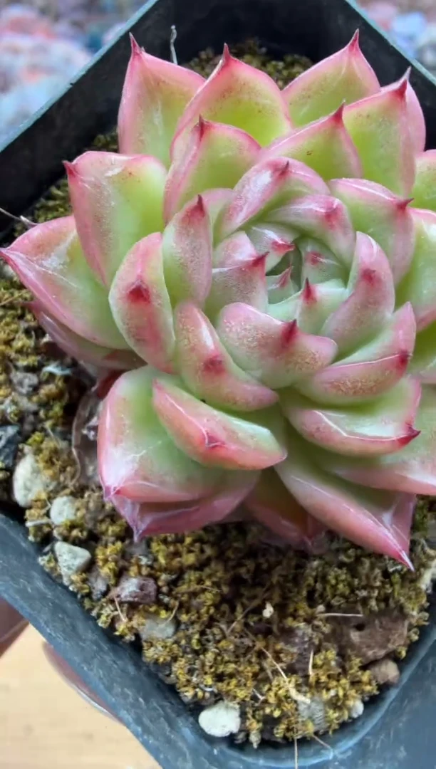 东云多肉园二店-118