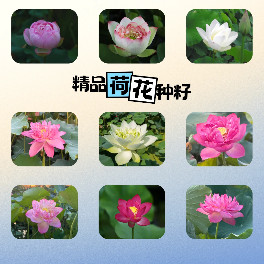 太空荷花种籽品种任选新奇稀有易种爆款速开阳台水培盆栽必备佳品