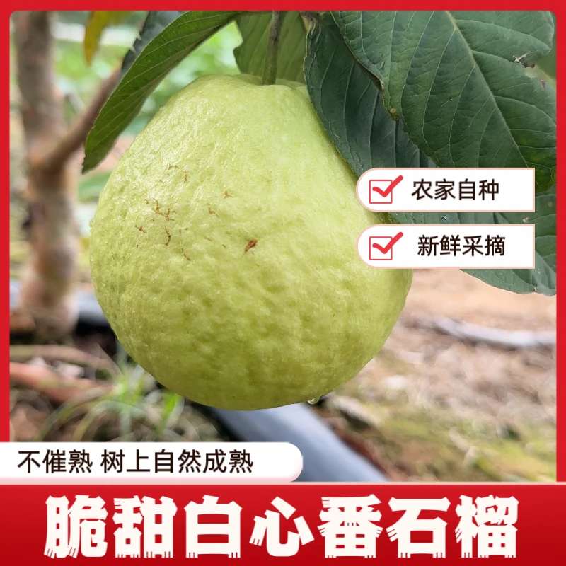 【小果瑕疵果6斤特价】珍珠芭乐正宗白心脆口番石榴清甜爽脆产地发