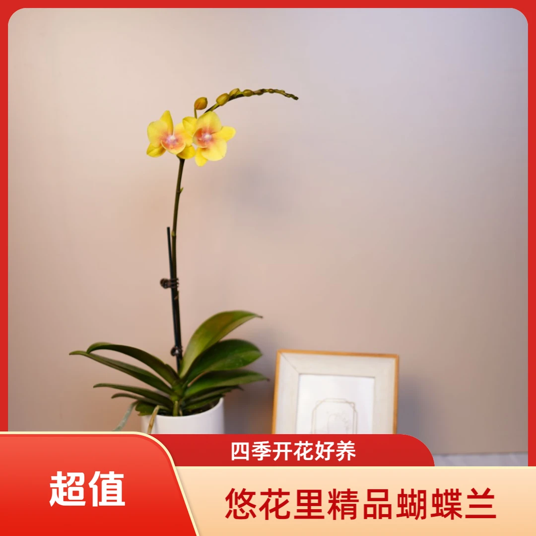 繁星里里蝴蝶兰（小黄金2.8寸）带花带花苞开花株发货