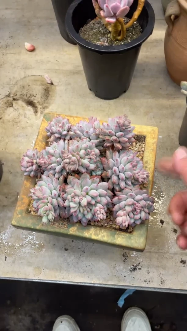 【闪购商品】106美人