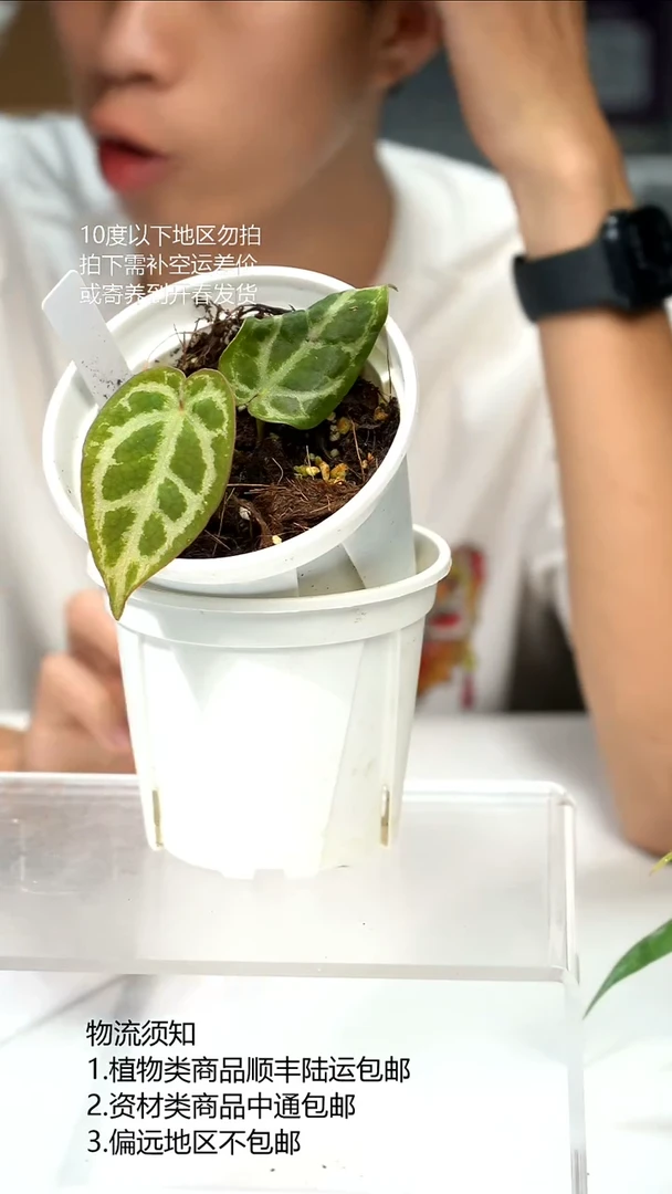 完全开放撕裂水晶x粉柠檬