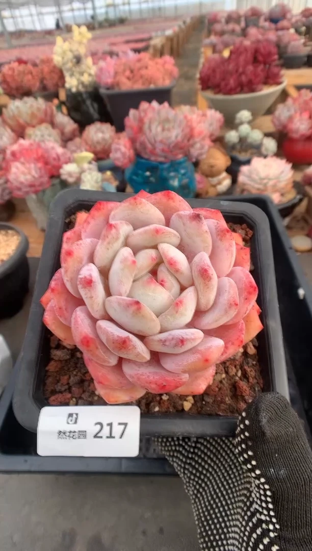 217星橙多肉植物一物一拍