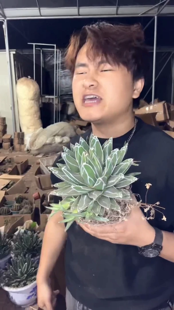 大号 屉之雪 10-15cm